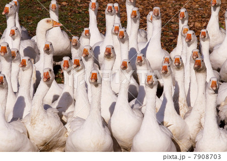 Gaggle of geese 7908703