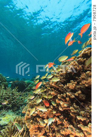 Fish swimming in coral reef 7908728