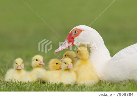 Family of ducklings with mother duck on grass Family of ducklings with mother duck on grass 7908884