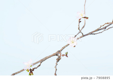 Soft pink rosehip blossoms on branch Soft pink rosehip blossoms on branch 7908895