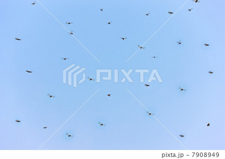 Dragonflies against blue sky, Siem Reap, Cambodia Dragonflies against blue sky, Siem Reap, Cambodia 7908949