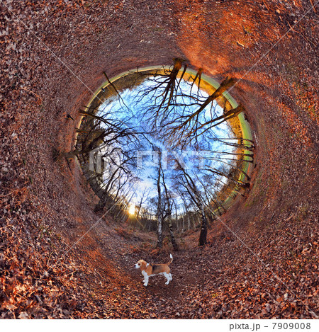 Beagle and leaves in park with tunnel effect 7909008