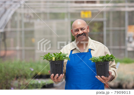 Mature man holding plant pots in garden centre, portrait 7909013