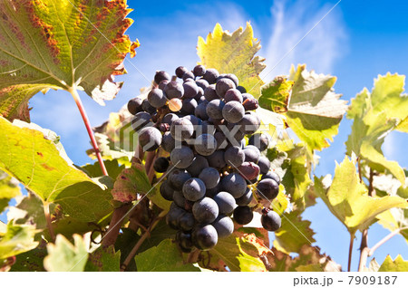 Grapes on the vine Grapes on the vine 7909187