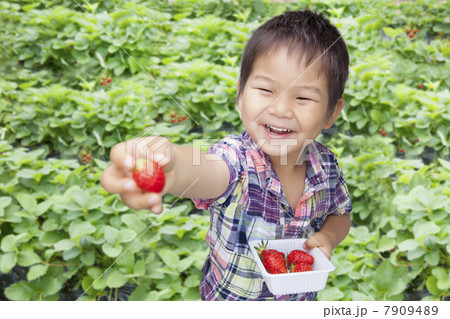 イチゴ狩りを楽しむ子供 イチゴ狩りを楽しむ子供 7909489