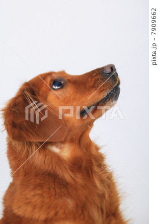 Close up of dog's curious face Close up of dog's curious face 7909662