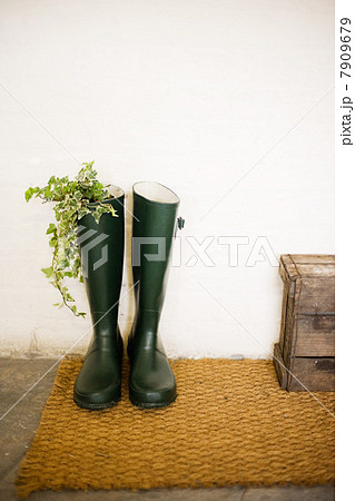 Ivy growing in Wellington boot 7909679
