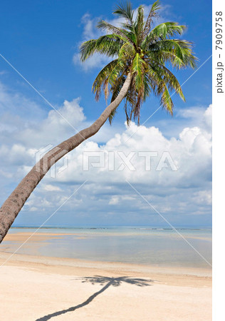 Palm tree on deserted Natien Beach, Koh Samui, Thailand 7909758