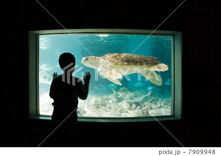 Boy watching sea turtle in aquarium Boy watching sea turtle in aquarium 7909948