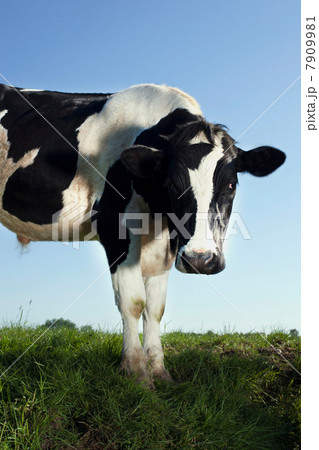 Cow looking at camera 7909981
