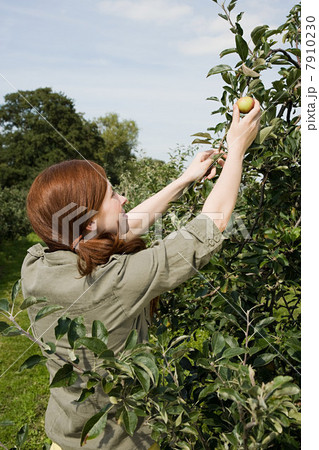 Young woman picking fresh apples Young woman picking fresh apples 7910230