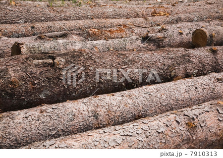 Eastern White Pine Tree logs 7910313