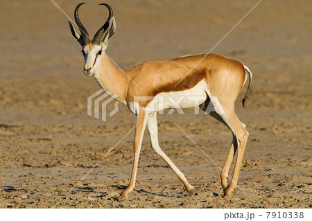 Springbok, portrait 7910338