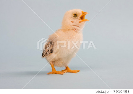 Chick, studio shot Chick, studio shot 7910493