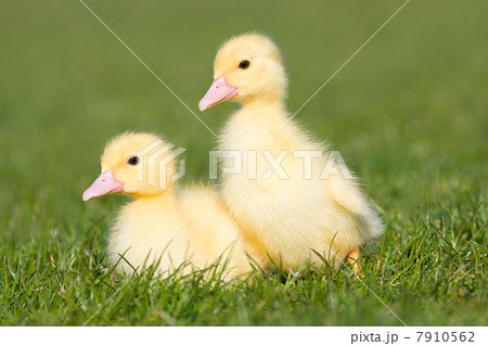 Two ducklings on grass 7910562