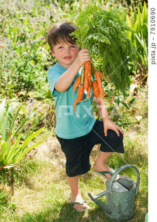 Boy holding bunch of homegrown carrots, portrait Boy holding bunch of homegrown carrots, portrait 7910690
