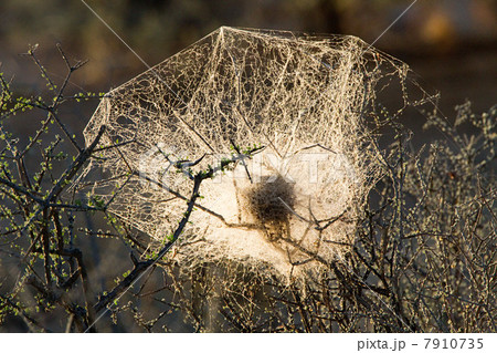Spider web, close up 7910735