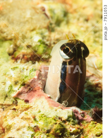 Blenny peeking out of coral reef 7911053