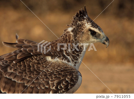 Young Martial Eagle, Kgalagadi Transfrontier Park, Africa 7911055