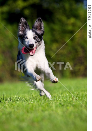 Dog running on grass Dog running on grass 7911201