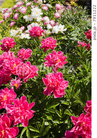 Colorful flowers growing in garden Colorful flowers growing in garden 7911222