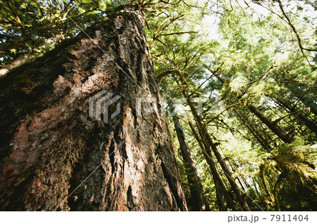 Low angle view of trees in forest Low angle view of trees in forest 7911404