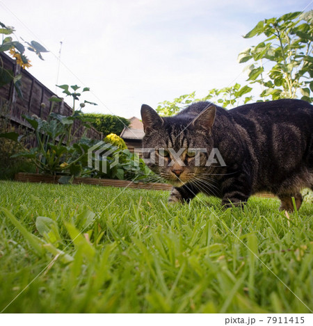 Cat prowling in garden 7911415
