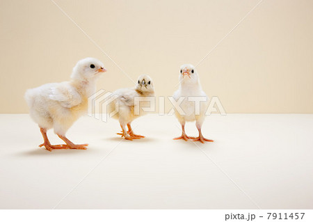 Three chicks against beige background, studio shot 7911457