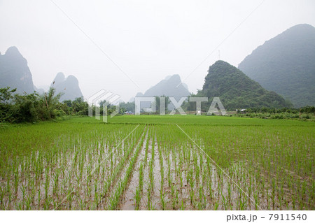 China, guangxi province, yangshuo, rice fields and karst landscape 7911540