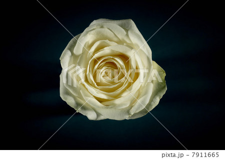 Close up of flower petals 7911665