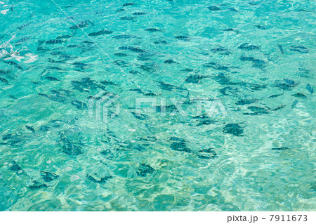 Fish in the South Pacific Ocean Fish in the South Pacific Ocean 7911673