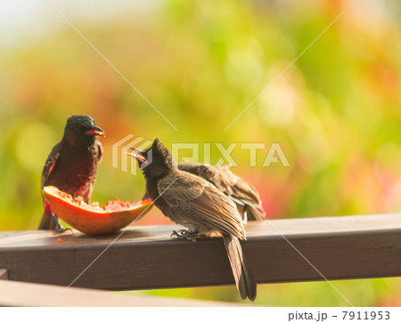 Birds eating fruit on wooden ledge 7911953