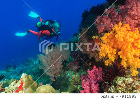 Diver swimming in coral reef 7911995
