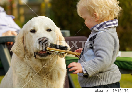 Little boy letting golden retriever chew a brush Little boy letting golden retriever chew a brush 7912136