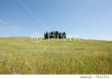 Cypress trees in field, Val d'Orcia, Italy Cypress trees in field, Val d'Orcia, Italy 7912221