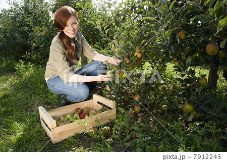 Young woman picking fresh apples Young woman picking fresh apples 7912243