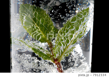 Fresh mint leaves and bubbles in a gin and tonic 7912334