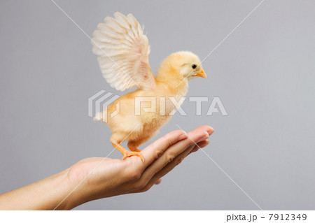 Person holding chick on palm of hand Person holding chick on palm of hand 7912349