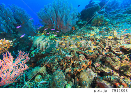 Fish swimming in coral reef 7912398