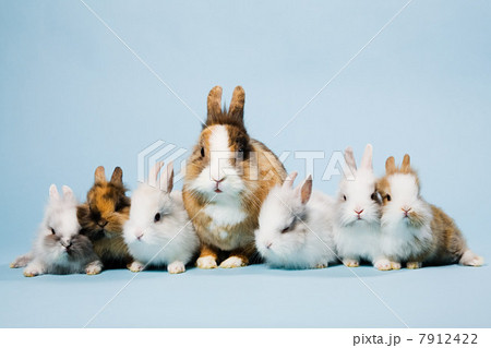 Seven rabbits, studio shot 7912422
