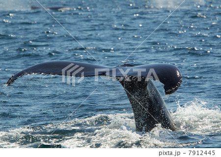 Tail of humpback whale, Cape Cod, Massachusetts, USA 7912445