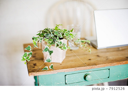 Ivy growing out of plant pot on wooden table 7912526