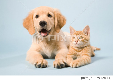Dog and cat lying down, portrait Dog and cat lying down, portrait 7912614