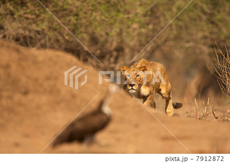 Lioness stalking bird, Mana Pools National Park, Zimbabwe, Africa Lioness stalking bird, Mana Pools National Park, Zimbabwe, Africa 7912872