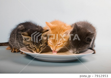 Three kittens drinking milk from saucer 7912953
