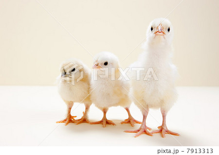 Three chicks against beige background, studio shot 7913313