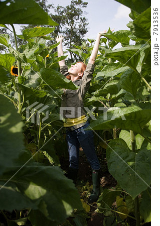 Young woman stretching in sunflower field 7913536