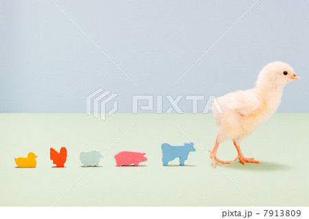 Chick standing with toy farm animals in studio 7913809