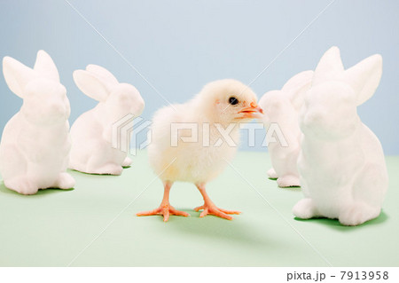 Chick standing with toy rabbits in studio Chick standing with toy rabbits in studio 7913958