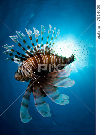Lion fish swimming underwater 7914009